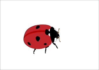 Fototapeta premium ladybird