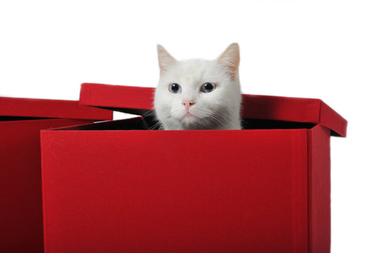 chat blanc dans une boite
