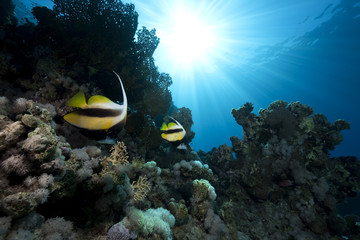 bannerfish, ocean and coral