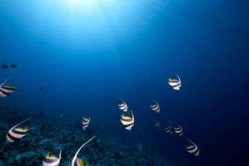 Fototapeta na wymiar schooling bannerfish, ocean and coral