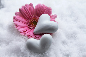 Gerberablüte mit weißen Herzen im Schnee