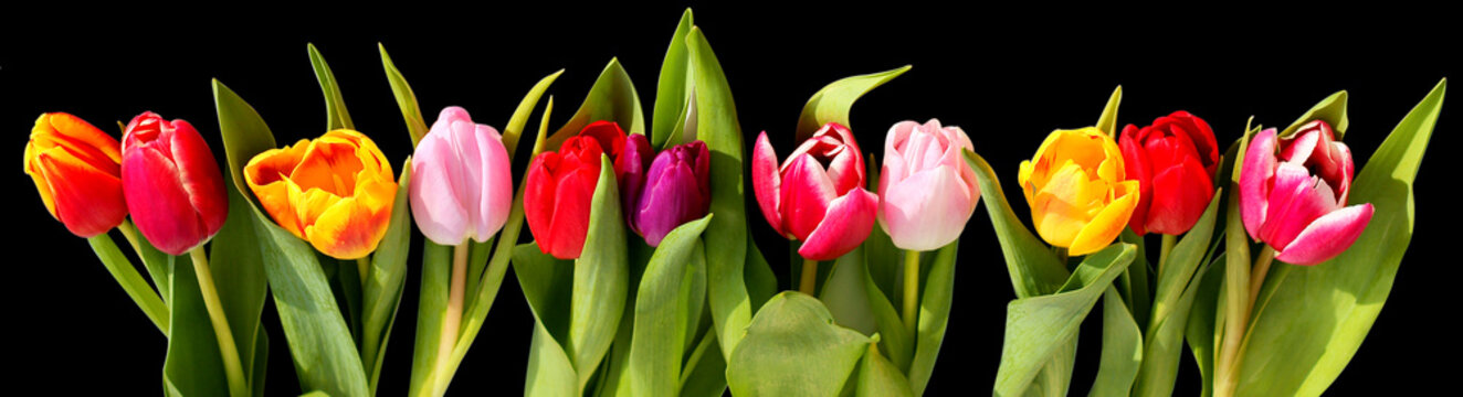 tulipes fond noir