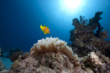 anemonefish, ocean and bubble anemone