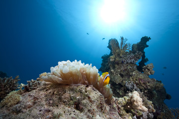 Naklejka na ściany i meble anemonefish, ocean and bubble anemone
