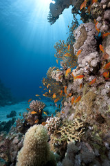 Naklejka na ściany i meble fish, ocean and coral