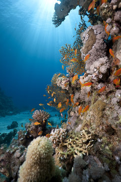 fish, ocean and coral