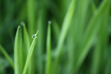 Grass with Dew Drop
