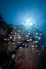 Fototapeta na wymiar glasfish, seafan and ocean