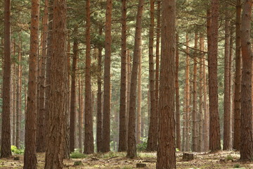 Fototapeta premium Pine Forest