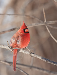 Northern Cardinal (Cardinalis cardinalis)