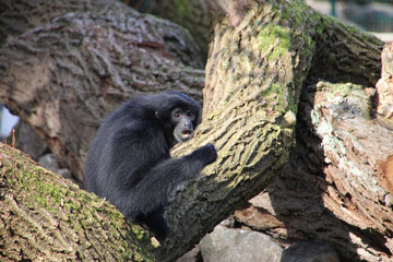 Siamang