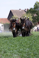 Maultiergespann