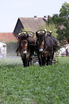 Maultiergespann