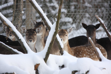 fallow deer does group