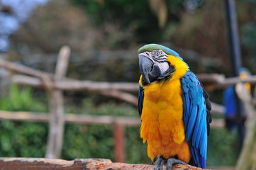 ルリコンゴウインコ