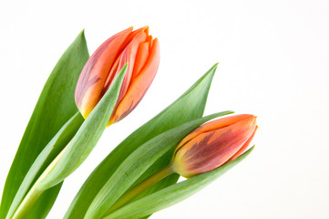 Two orange tulips