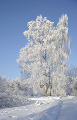Hoarfrost on tree in frosty sunny day in the winter