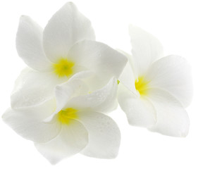 Obraz na płótnie Canvas fleurs blanches frangipanier fond blanc