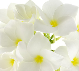 bouquet fleurs blanches frangipanier fond blanc