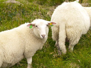 Norwegian sheeps