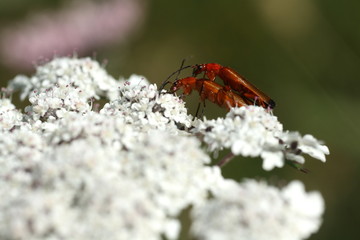 Accouplement de cantharide fauve