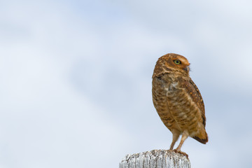 Burrowing Owl