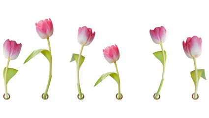 Pink tulips i on white background