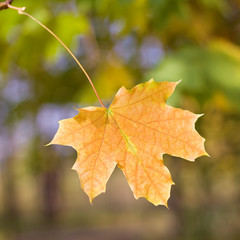 autumn leaf