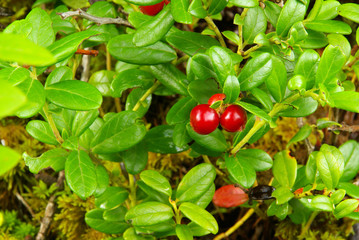 Preiselbeere Pflanze - cowberry plant 08
