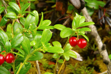 Preiselbeere Pflanze - cowberry plant 09