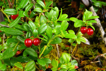 Preiselbeere Pflanze - cowberry plant 11