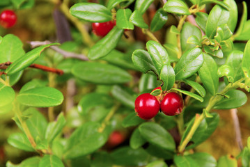 Preiselbeere Pflanze - cowberry plant 13