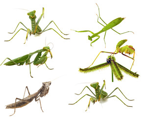 Mantis close-up collections macro isolated on white