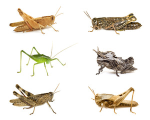 Grasshopper collection isolated on white