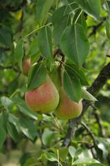 pears