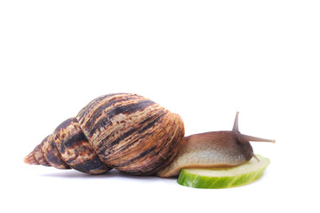snail