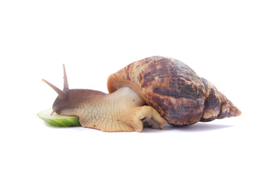 snail