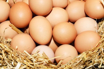 eggs