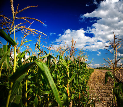 dark corn field