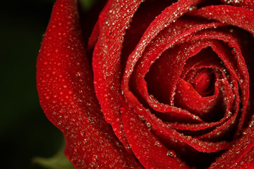 Dew drops on red rose
