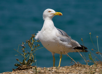 Seagull