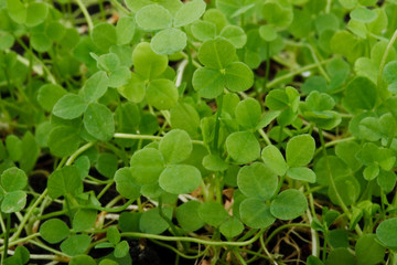 Clover background