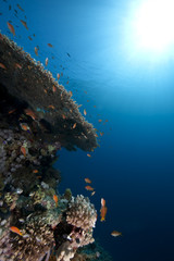 Plakat Ocean,fish and coral