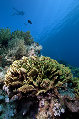 Fototapeta na wymiar Snorkler, fish and coral