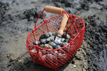 La p&ecirc;che aux coques