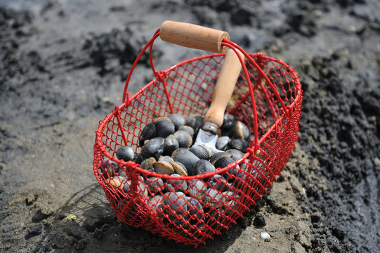 La p&ecirc;che aux coques