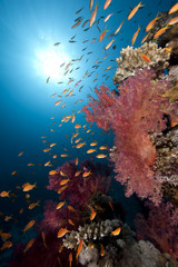 Fototapeta na wymiar Ocean, ryb i koralowców