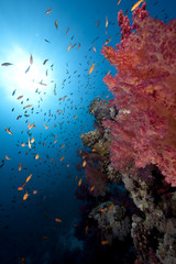 Fototapeta na wymiar Ocean,fish and coral