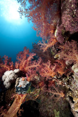Fototapeta na wymiar Ocean,fish and coral