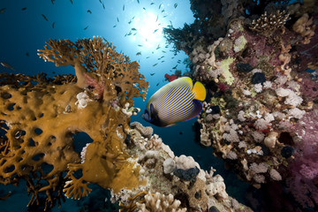 Fototapeta na wymiar emperor angelfish and ocean